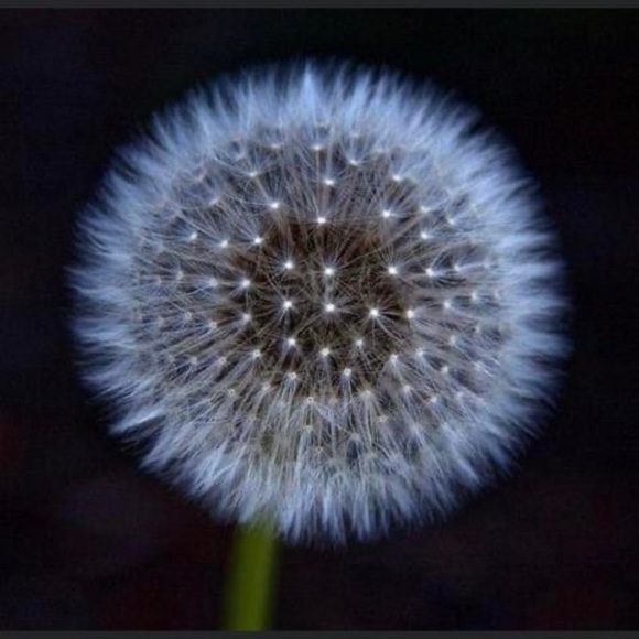 Meet your Posher, Peche - Picture 1 of 1